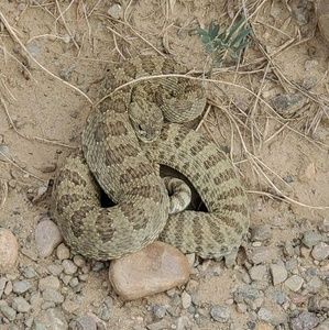 Meet your Posher, Joshua